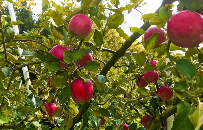 宮城県産りんごの品種サワールージュ
