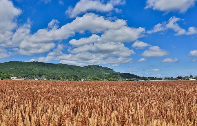 涌谷町の小麦畑