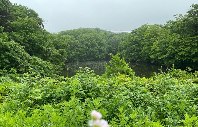 写真：沼の雨